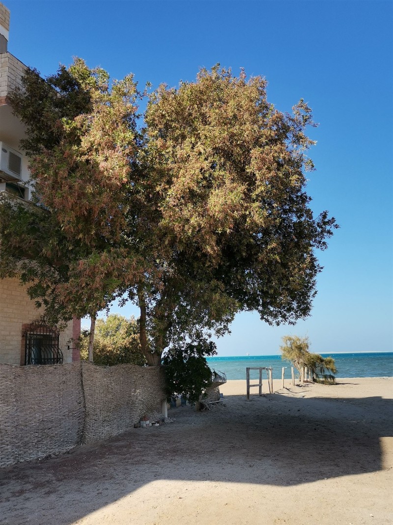Magical Egypt Real Estate Aegypten Hurghada Immobilien und Unterkuenfte 2